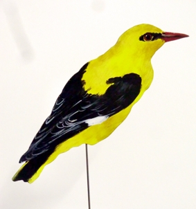 Pirol 0039-a-oriolus oriolus