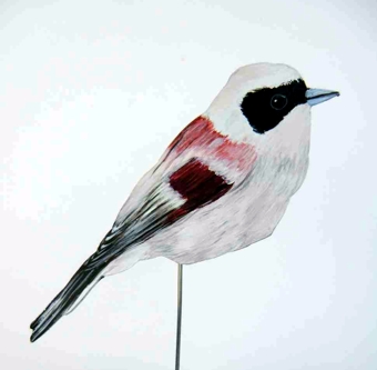 Beutelmeise 0076-a