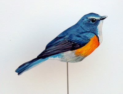 Blauschwanz 0080-a trasinger cyanurus