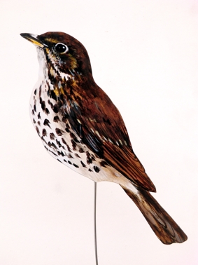 Singdrossel 0015-a turdus philomelos