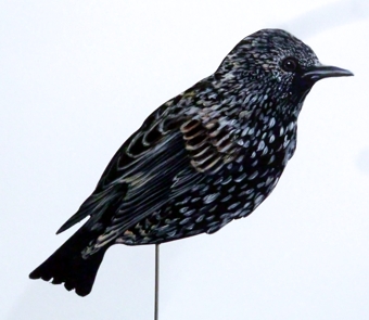 Star 0033-a sturnus vulgaris