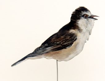Teichrohrsänger 0034-a acrocephalus scripaceus