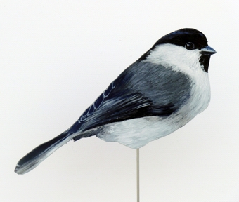 Mönchsmeise 0056-a parus montanus