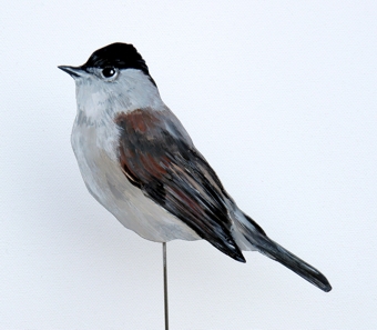 Münchsgrasmücke (m) 0065-b sylvia atricapilla