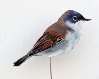 Dorngrasmücke 0066-a sylvia communis