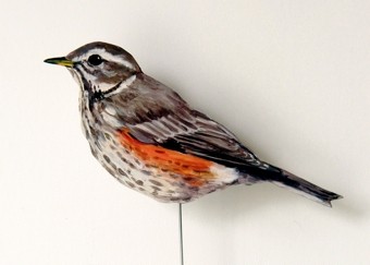 Rotdrossel 0077-b turdus iliacus