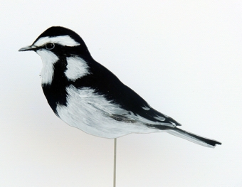 Witwenstelze 0086-a motacilla aguimp