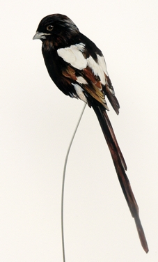 Elsterwürger 0099-a corvinella melanoleuca