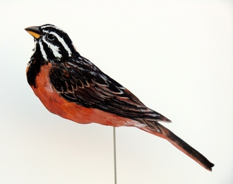 Bergammer 0104-a emberiza tahapisi