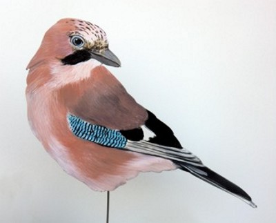 Eichelhäher 0062-a garrulus glandarius
