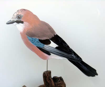 Eichelhäher 0062-b garrulus glandarius
