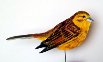 Goldammer 0008-d emberiza cittinella