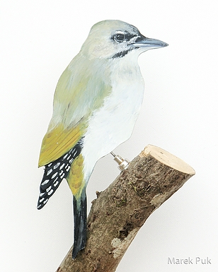 Grauspecht 0031-a picus canus Dekovogel