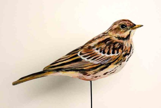 Rohrkehlpieper 0589-a anthus cervinus