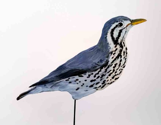 Scheckendrossel 0828- a turdus cardis