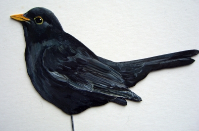 Amsel 0001-a turdus merula